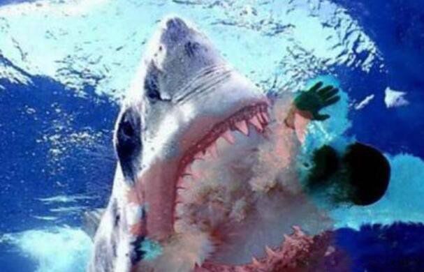 现实中鲨鱼吃人吗 我想看真正的鲨鱼的图片