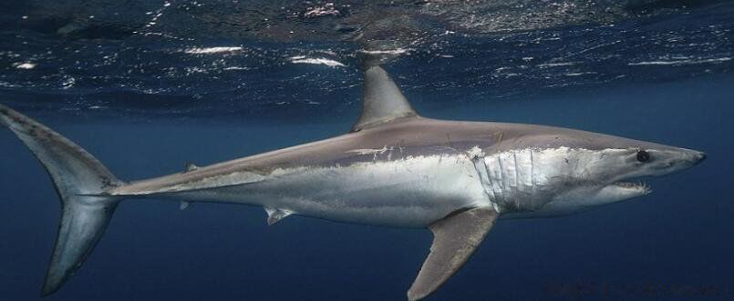 现实中鲨鱼吃人吗 我想看真正的鲨鱼的图片