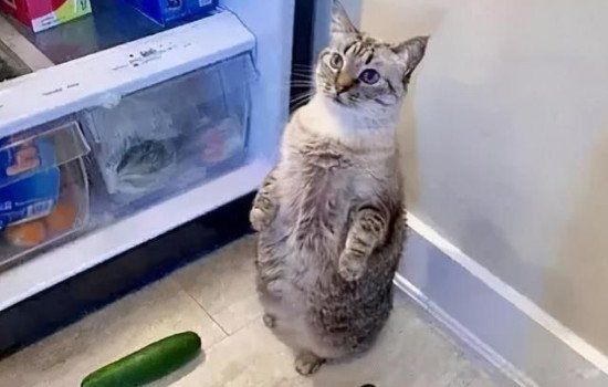 è�»ƹ���ʲôԭ�� Ϊʲôè�»ƹϵ�ԭ��