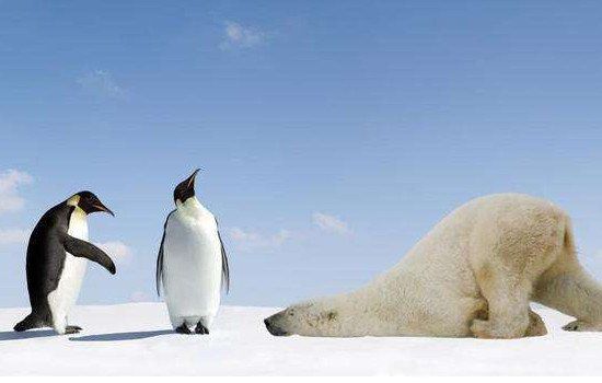 企鹅肉能吃吗 为什么人类不吃企鹅呢