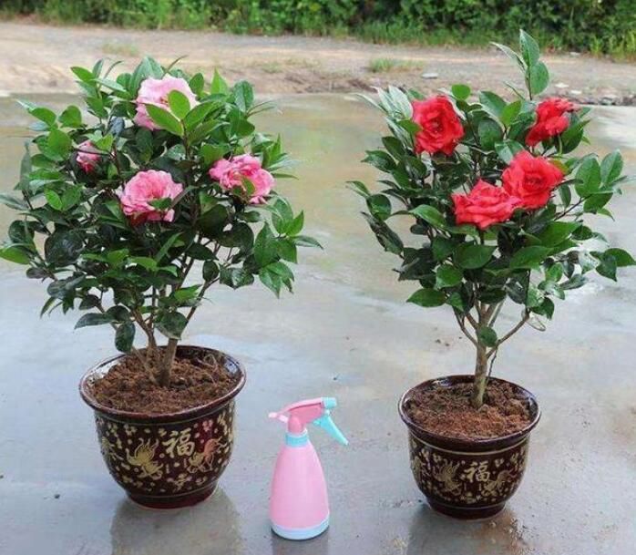 ����Ϊʲô�������軨ԭ����ʲô ����������ô����