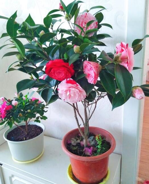 ����Ϊʲô�������軨ԭ����ʲô ����������ô����