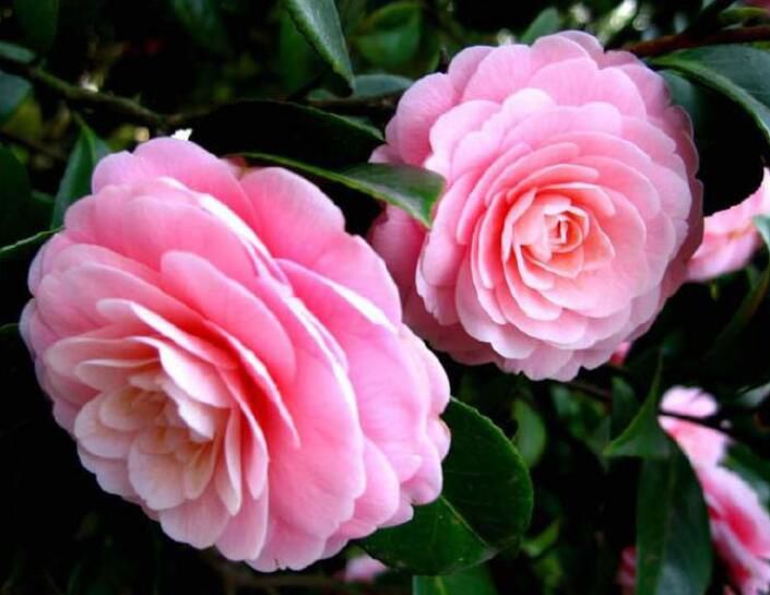 ����Ϊʲô�������軨ԭ����ʲô ����������ô����