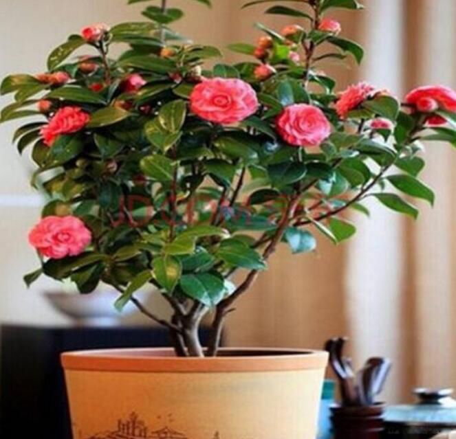 ����Ϊʲô�������軨ԭ����ʲô ����������ô����