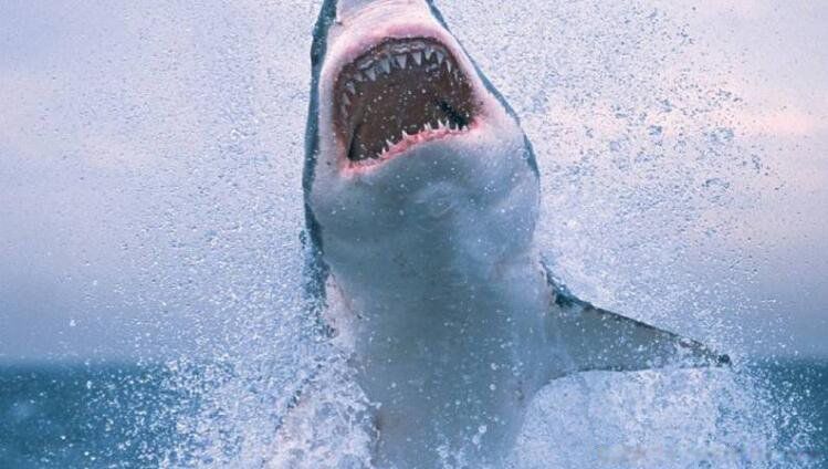 什么鲨鱼最凶猛吓人 十大恐怖鲨鱼图片吓人