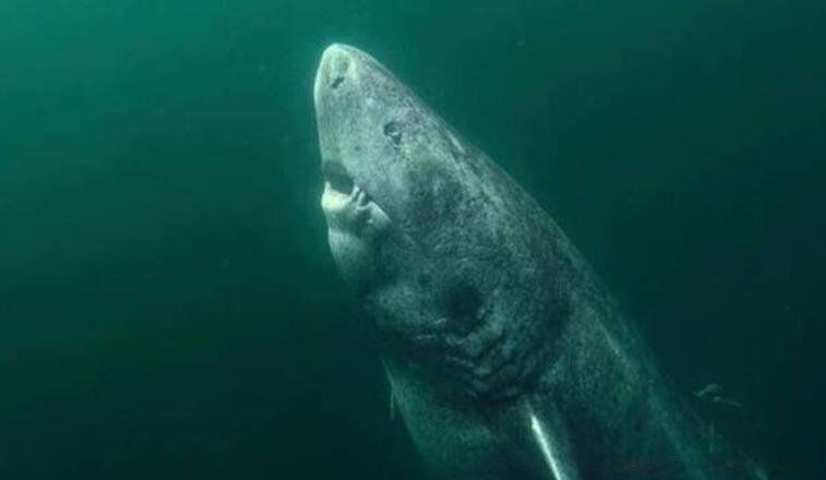 ʲô�������������� ʮ��ֲ�����ͼƬ����