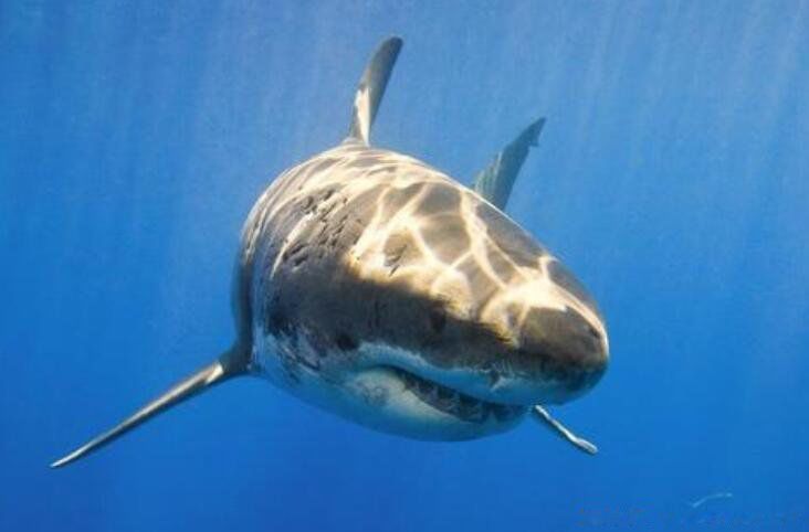 什么鲨鱼最凶猛吓人 十大恐怖鲨鱼图片吓人