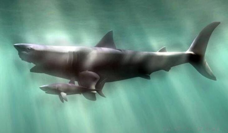 ʲô�������������� ʮ��ֲ�����ͼƬ����