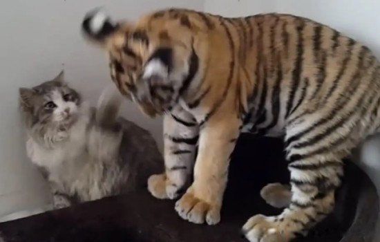 猫为什么不怕老虎 是猫科动物会攻击猫吗