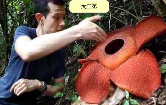 食人花真的存在吗 图片真实照片是大王花