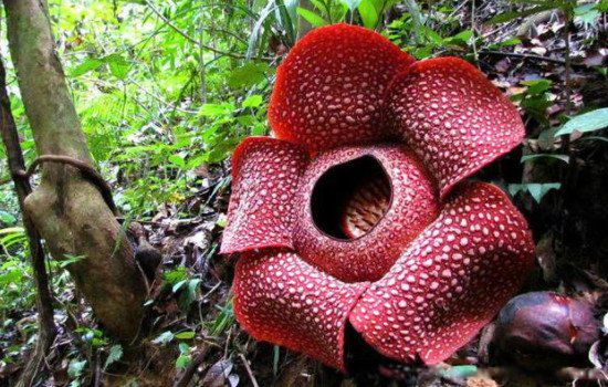 食人花真的存在吗 图片真实照片是大王花