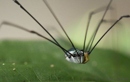 Ϊʲôä�벻��֩�� ä���֩�����������Щ