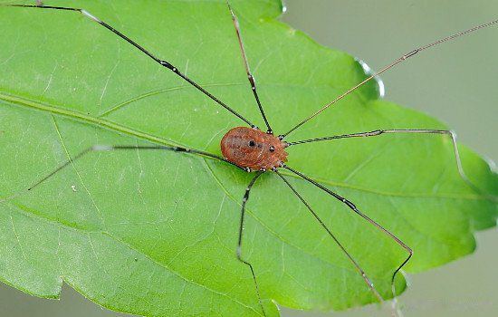 Ϊʲôä�벻��֩�� ä���֩�����������Щ