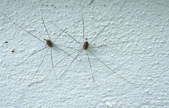 Ϊʲôä�벻��֩�� ä���֩�����������Щ