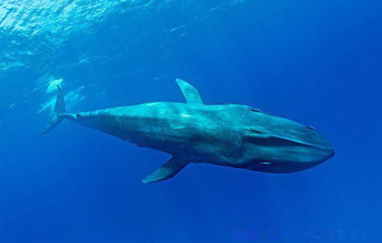 史上最大的鲸鱼图片 蓝鲸有多重多少吨