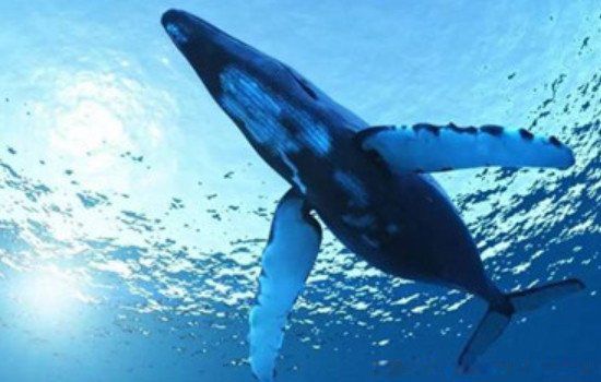 史上最大的鲸鱼图片 蓝鲸有多重多少吨