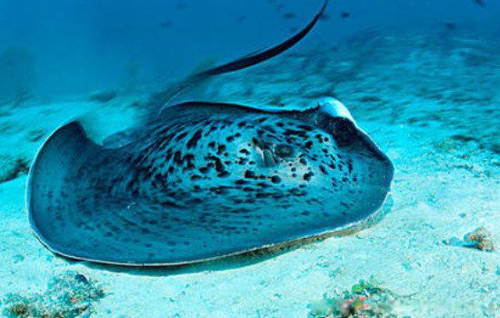 巨型黄貂鱼有多大 河中巨怪巨型黄貂鱼是什么