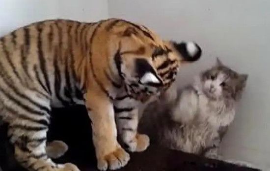 ���ݻ��Ͷ�����˭���� ���ݻ�vs��������һ��˭��Ӯ