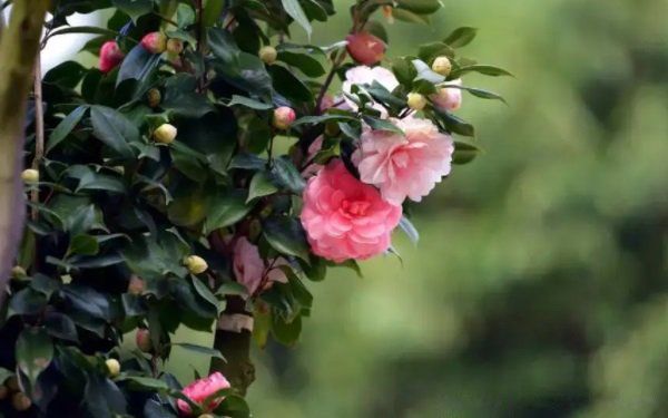 ���軨�ڷ�ˮ���Ǻ��»��ǻ� �ļ��軨Ϊʲô�����ڼ�����