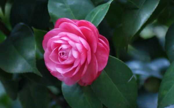 ���軨�ڷ�ˮ���Ǻ��»��ǻ� �ļ��軨Ϊʲô�����ڼ�����