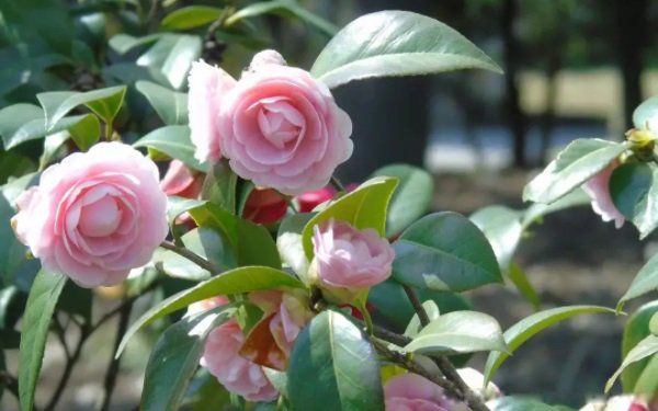 ���軨�ڷ�ˮ���Ǻ��»��ǻ� �ļ��軨Ϊʲô�����ڼ�����