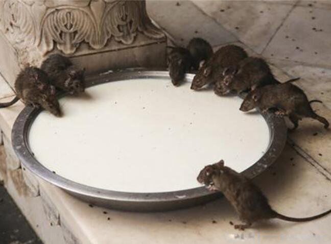 �ĺ���ָ��4�� ���ڵĳ��ĺ������ĺ�