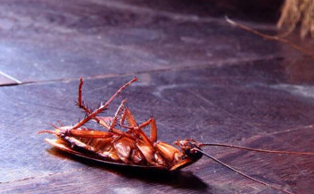 �ĺ���ָ��4�� ���ڵĳ��ĺ������ĺ�