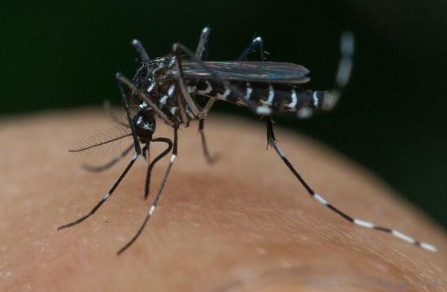 �ĺ���ָ��4�� ���ڵĳ��ĺ������ĺ�