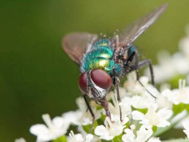 �ĺ���ָ��4�� ���ڵĳ��ĺ������ĺ�