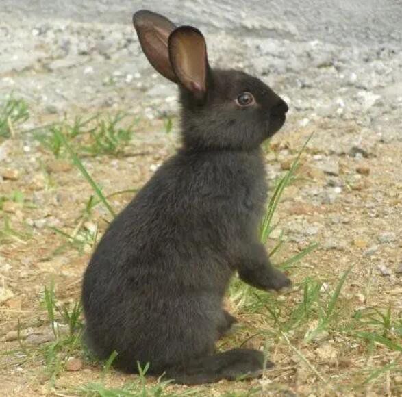 2023年黑兔年大灾难是什么 2023年是黑兔年命运好吗