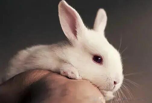 2023��������������ʲô 2023���Ǻ��������˺���