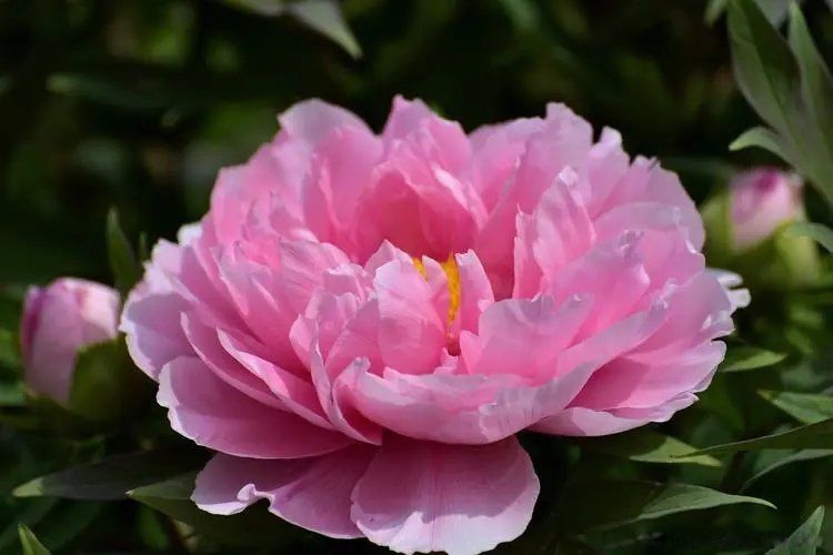 唯有牡丹真国色,花开时节动京城出自哪位诗人 刘禹锡简介及作品