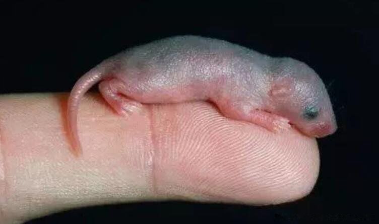 ��֨��������Ĳ� ��С������֨���Ե�����������