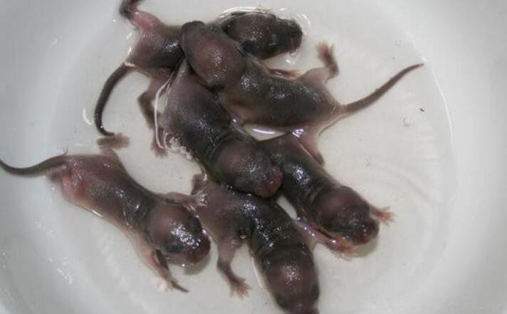 ��֨��������Ĳ� ��С������֨���Ե�����������