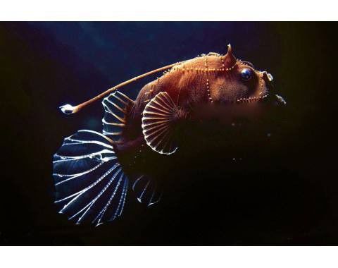 安康鱼,也叫鮟鱇鱼,是一种深海鱼,遍布在全世界的