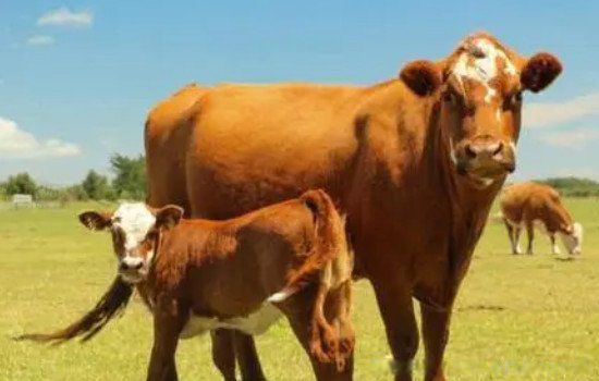 ����������Ҫע��Щʲô �����������ʲô