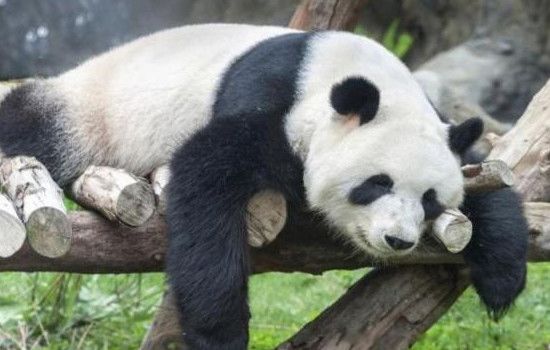 ���ձ����˶���ֻ����è �ձ���������һ������è���˶���