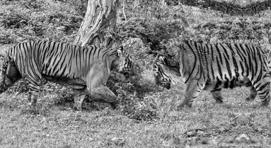 Զ�����Ǿ޻���Ĵ����� ר�Զ������ľ޻���ʲô��