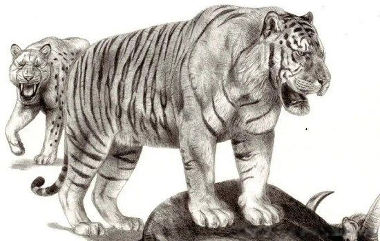 远东北亚巨虎真的存在吗 专吃东北虎的巨虎是什么虎