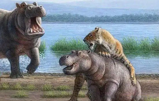 Զ�����Ǿ޻���Ĵ����� ר�Զ������ľ޻���ʲô��