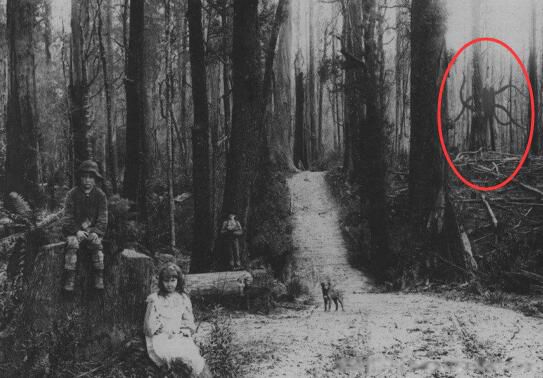 slender man��ʲô��˼ ����slender man��Ĵ�����