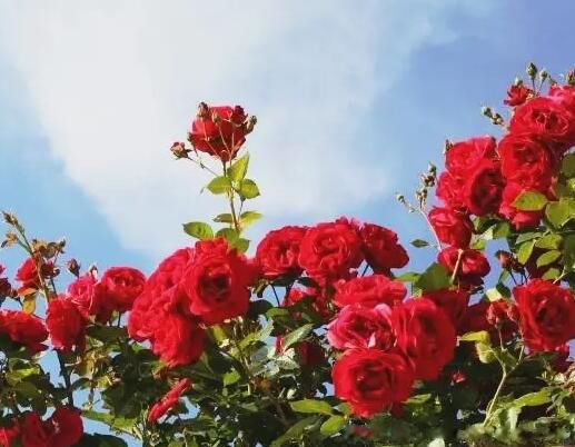 美国国花是哪种玫瑰 国花到底是月季还是玫瑰