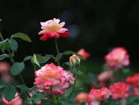 美国国花是哪种玫瑰 国花到底是月季还是玫瑰