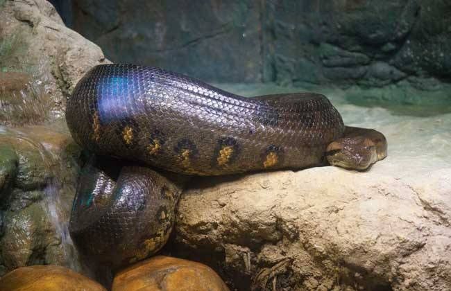 绿水蚺最大有多大图片 那么大绿水蚺吃人吗