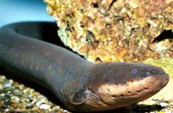 ��ʵ������ʲô���ӵ�ͼƬ ����Ϊʲô��ŵ��ܵ�������