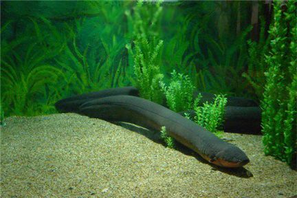 ��ʵ������ʲô���ӵ�ͼƬ ����Ϊʲô��ŵ��ܵ�������