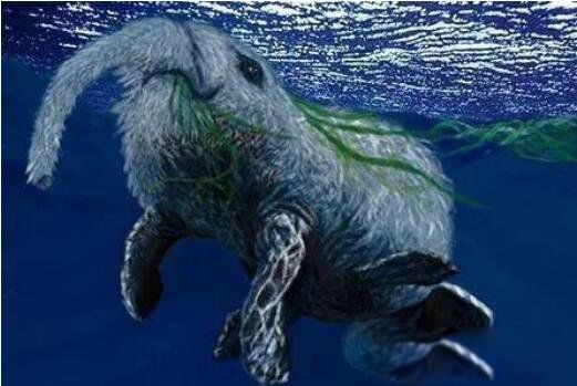 �ϷǺ��ֳ�ʲô����ͼƬ ���󺣱����ϷǺ�����Ϊʲô