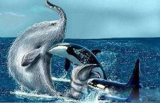 �ϷǺ��ֳ�ʲô����ͼƬ ���󺣱����ϷǺ�����Ϊʲô