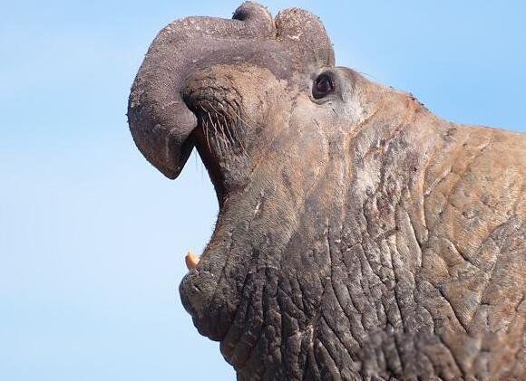 �ϷǺ��ֳ�ʲô����ͼƬ ���󺣱����ϷǺ�����Ϊʲô