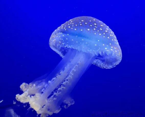 ����ϼˮĸ�����Ķ���֮һ�� �Ǹ�������һ��ʲô����